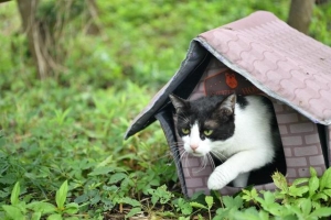 上海也有“猫岛”了！本市首个城市流浪猫管理中心挂牌