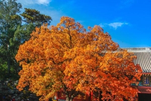 北京秋天风景最美的地方有哪些