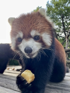 众“猩”捧月，广州动物园过中秋好热闹