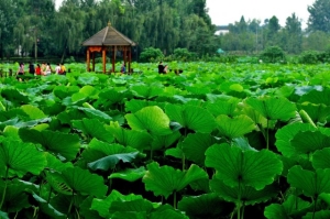 成都免费景区有哪些地方？成都十大免费景点排行榜