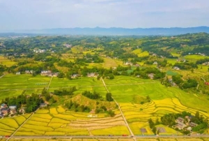 重庆秋天哪里景色最美