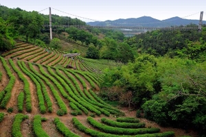 都江堰旅游六大必去景点推荐