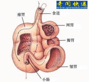 反刍动物，将食物吐出来再吃(有四个胃)