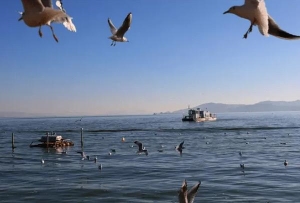 昆明看海鸥最佳地点在哪里