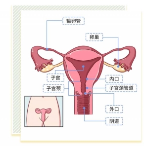 女性阴部真实照片：详解健康女人真实完美花园图片【多图】