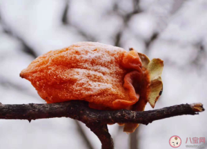 买柿饼买有霜还是没霜的 柿饼上白霜越多越好吗