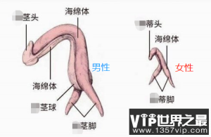 女朋友不让碰私处小豆豆怎么办