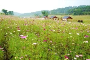 湖北秋季哪里有花海可以看