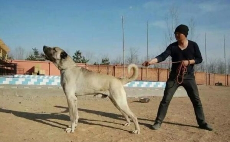 世界大型犬排名前五位，你的爱犬有没上榜？