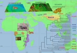 邓氏临夏羚揭示现代非洲“萨瓦纳动物群”的重要起源