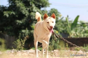 怎么区分是不是西藏猎犬