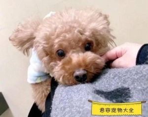 泰迪犬都吃些什么原因？泰迪犬乱吃东西是因为什么