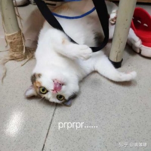 猫喜欢踩奶怎么办(猫太喜欢踩奶怎么办)