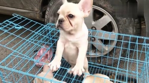 怎么看法斗犬品相(怎么看法斗犬的年龄)