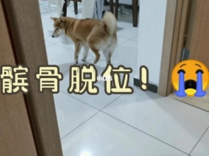 狗狗 髌骨 吃什么