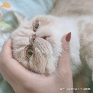 小猫喉咙里有东西怎么办