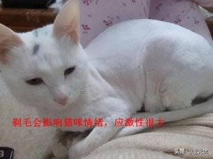 猫眼睛上有癣怎么治疗