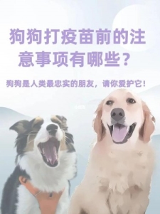 金毛打疫苗什么疫苗好？金毛两个月打什么疫苗