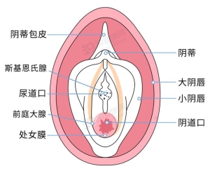 女性阴部真实照片