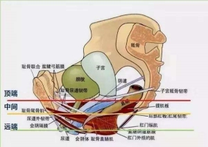 女人的阴道一般有多深真实图片说明 女性私处究竟是什么样子的(图文)