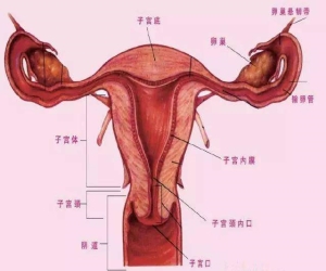 女人的阴道一般有多深真实图片说明 女性私处究竟是什么样子的(图文)