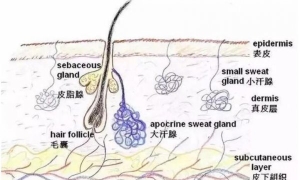 去黑头收缩毛孔小窍门 如何去黑头收缩毛孔