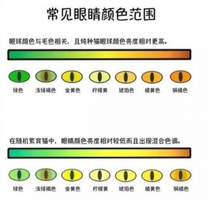 猫的眼睛为什么会变红(猫红眼睛是怎么回事)