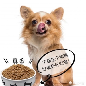 怎么让狗狗控制食量(狗狗控制食量会长不大吗)