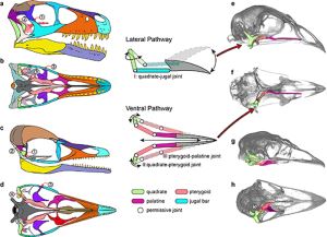 从一只白垩纪鸟类的头骨运动演化组合透视