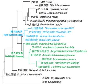 晚中新世北美大型剑齿虎的研究揭示近缘物种间支系更替的一般规律