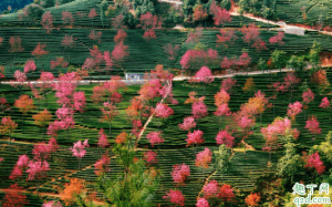 无量山樱花谷有住宿是真的吗？大理到无量山樱花谷有多远