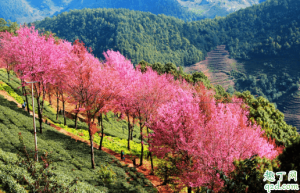 无量山樱花谷有住宿吗 大理到无量山樱花谷有多远3