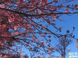 无量山樱花谷有住宿吗 大理到无量山樱花谷有多远4