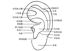 什么是耳穴埋豆 耳穴埋豆的注意事项