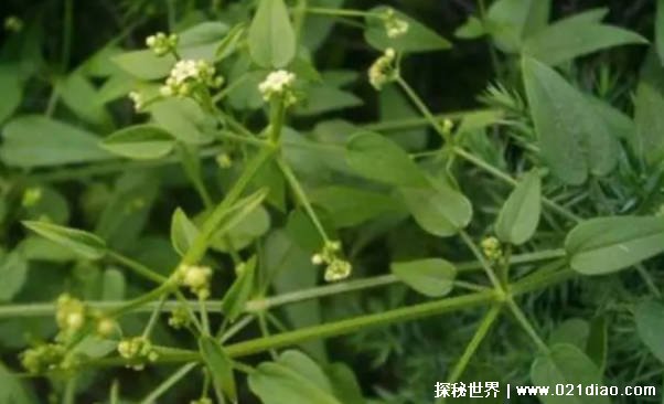 盘点大自然中的三原色染料植物有哪些 茜草等