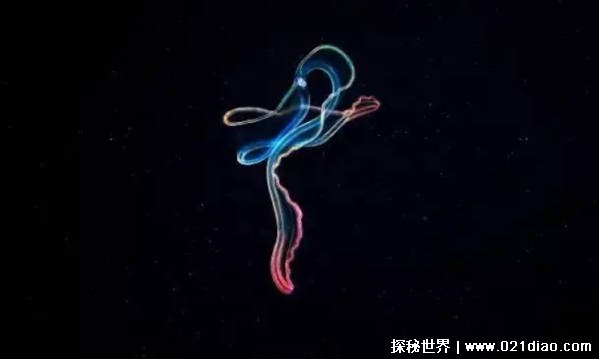 盘点大自然中几种可以进行光合作用的动物是什么 巨桶海绵等