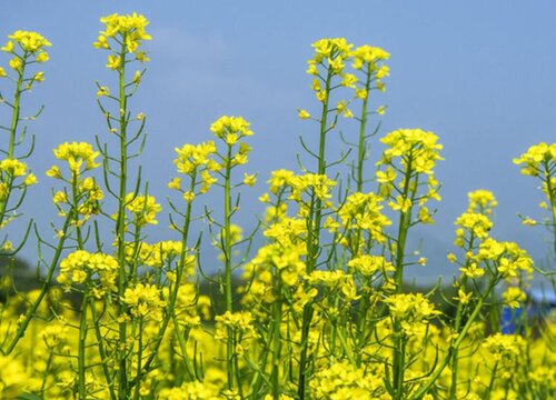 油菜花几月份种植合适