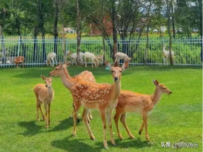 进化如何优化鸟类的磁性传感器