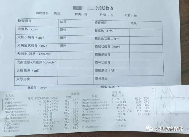 对抗狗细小病毒：有效药物及治疗指南