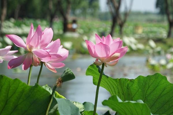 长沙荷花哪里最好看