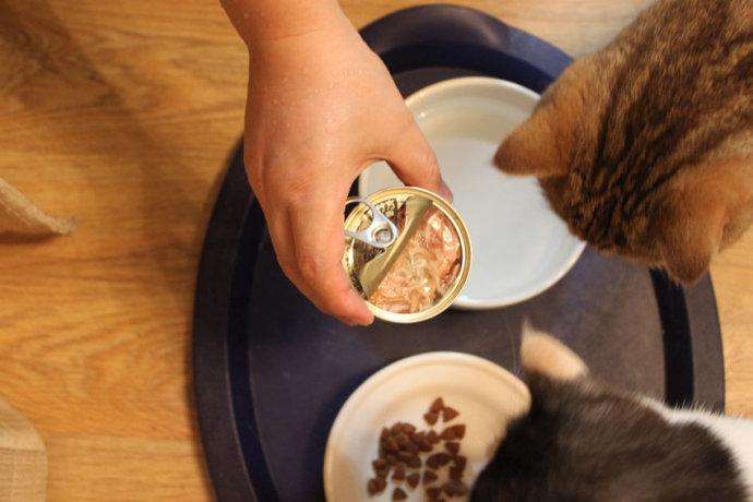 幼猫饮食须知：猫罐头的适量喂食与正确方法