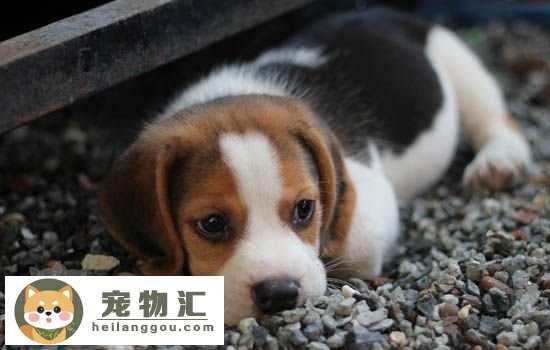 比格犬爱掉毛吗 比格犬掉毛的原因