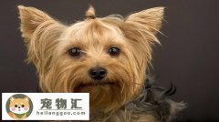 怎么辨别泰迪犬纯不纯 泰迪纯不纯你得看下面5点！