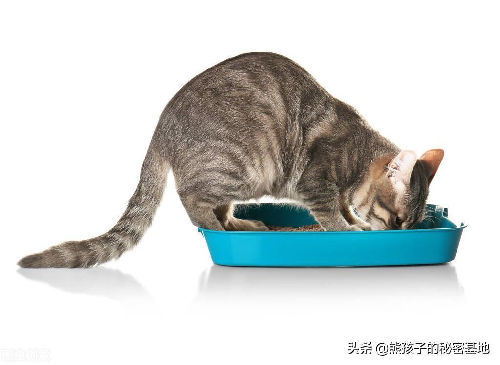 猫咪健不健康可以通过猫咪的排尿行为来观察？