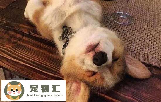 买狗要注意什么 真相！犬舍不会告诉你的选购方法