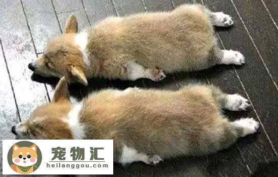 买狗要注意什么 真相！犬舍不会告诉你的选购方法