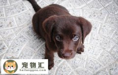 怎样的土狗是极品 品相好的不输宠物犬