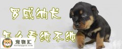 罗威纳犬怎么看纯不纯