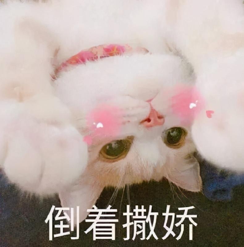 盘点最多猫用的名字，你家猫撞名了吗？