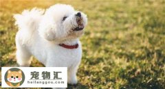 怎么挑比熊犬